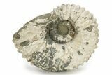 Bumpy Ammonite (Douvilleiceras) Fossil - Madagascar #254922-1